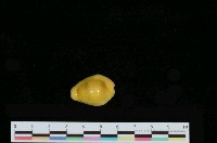 藏品(黃寶螺)的圖片